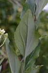 Ovateleaf Indian plantain